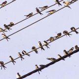 Les hirondelles sur le départ pour l'hiver (Archives). KEYSTONE/AP/ROTHERMEL